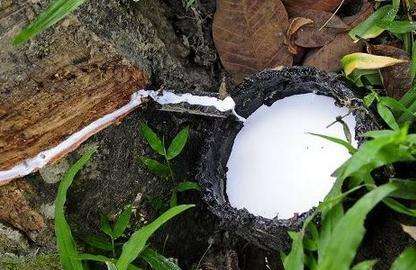 timg (1).jpg timg (1).jpg